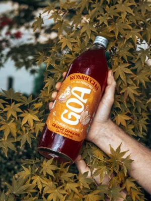 Bouteille de kombucha GOA saveur Orange Sanguine Cardamome bio posée parmi des feuilles naturelles.